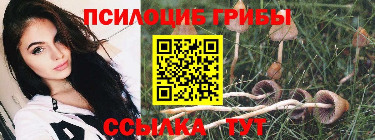 Малгобек  Галлюциногенные грибы Psilocybine cubensis  Вход с VPN  Псилоцибиновые грибы Cubensis 